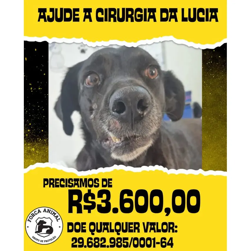 Cachorra Lucia resgatada que precisa de tratamento urgente
